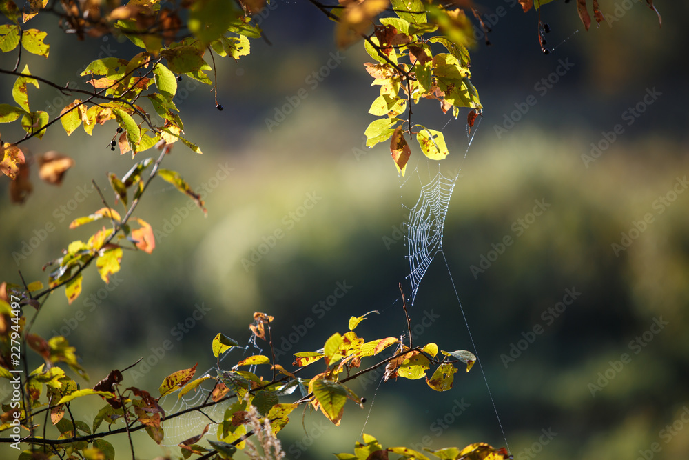 Canvas Prints web on the branches of trees stretched. many cobwebs, spider kingdom over the river, at dawn in the 
