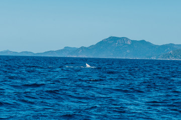 Whale, whitsundays, sea, water,