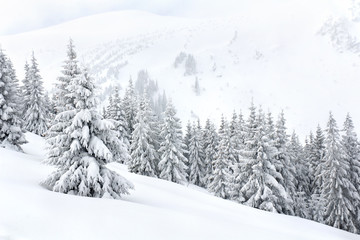 Winter landscape of mountains with of fir forest and glade in snow. Carpathian mountains © Anastasiia Malinich