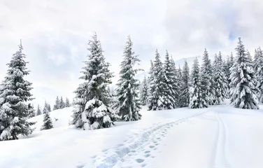 Wallpaper murals Christmas motifs Winter landscape of mountains with path with footprints in snow following in fir forest and glade. Carpathian mountains