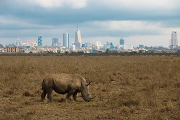 Lone Rhino against the backdrop of Nairobi's Skyscrapers