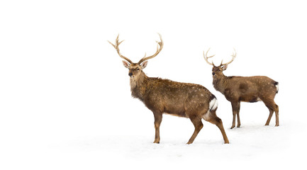 Naklejka na ściany i meble Sika deers ( Cervus nippon, spotted deer ) walking in the snow on a white background