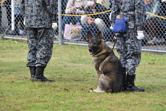 31 Best 警備犬 Images Stock Photos Vectors Adobe Stock 31 Best 警備犬 Images Stock Photos Vectors Adobe Stock