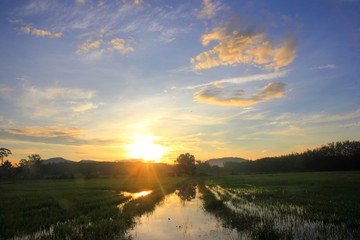 Field rice in the morning,For background Reflective surface water.