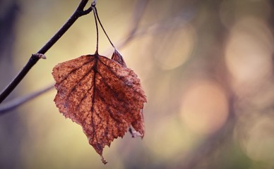  last two dry leaves on a branch in late autumn