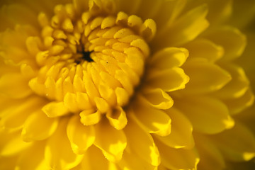 Yellow autumn chrysanthemum in a sunny garden
