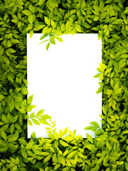 Paper Card Mockup on a Green Leaves.Creative layout made of flowers and leaves with paper card...
