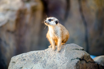     Meerkat sitting on a stone 