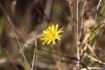 yellow flower