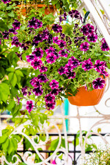 Fototapeta na wymiar Multicolored petunias grow on flower beds in the city 