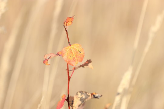 red leaves on a white background