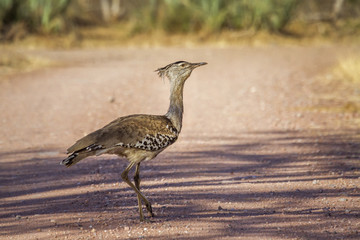 Kori bustard in Kruger National park, South Africa ; Specie Ardeotis kori family of Otididae
