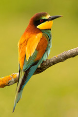 Obraz premium Portrait of a colorful bird