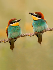 Couple of bee-eaters
