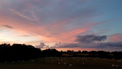 Rural sunset scene with sheep in a field.