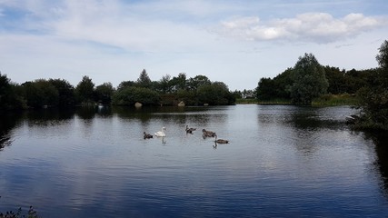 Swan and cygnets on a pond.