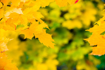 Autumn background-yellow maple leaves in the city Park. 