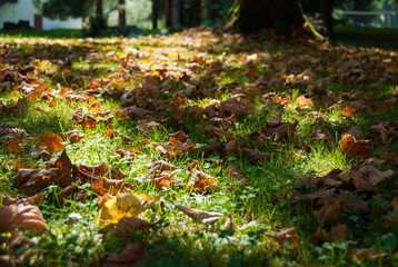 Colorful autumn leaves on the ground