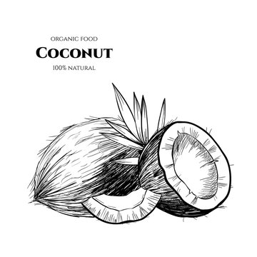 Vector background with  coconut . Hand drawn. Vintage style