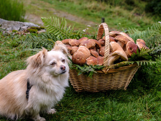 Basket of porcini mushrooms with a small dog nearby