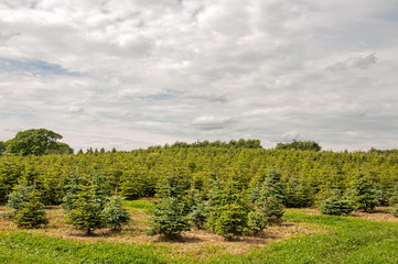 Christmas trees in the summertime.
