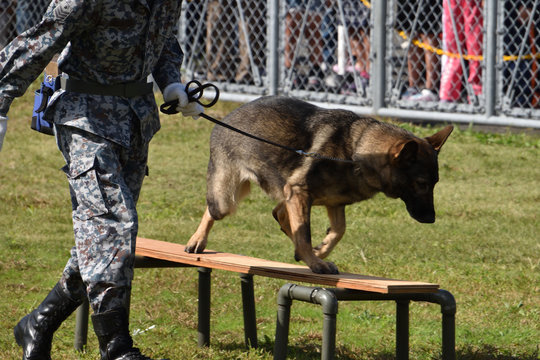31 Best 警備犬 Images Stock Photos Vectors Adobe Stock 31 Best 警備犬 Images Stock Photos Vectors Adobe Stock