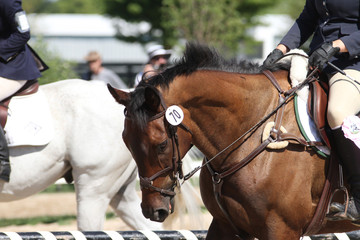 Fototapeta premium Bay thoroughbred event horse