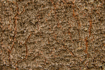 brown tree trunk bark