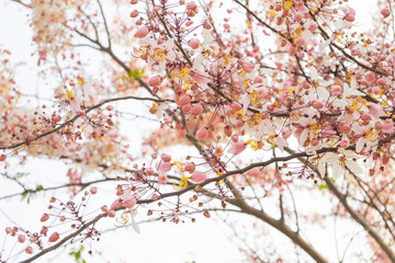 Wishing tree, pink shower, cassia bakeriana craib. Thailand.