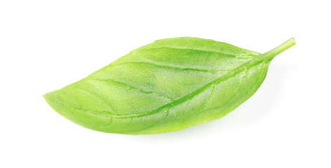 Fototapeta na wymiar Fresh green basil leaf on white background