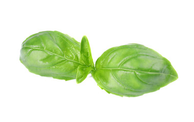 Fresh green basil leaves on white background