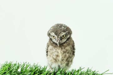 Spot owl on green grass and white background,