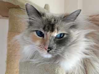 Fluffy cat posing for the camera.