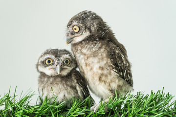 Spot owls on green grass and white background,