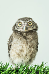 Spot owl on green grass and white background,