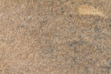 Fungus in retro wood, wood background, plywood background,