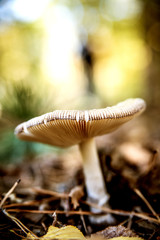 White Amanita among the dry leaves and Christmas tree needles in the forest.
