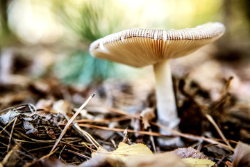 White fly agaric among the dry leaves in the forest.
