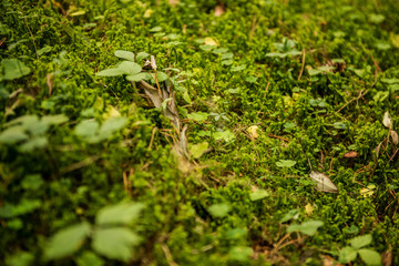 close of of moss in the woods 