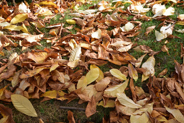 Feuilles mortes en automne