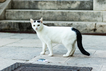 Homeless cat in Croatia, Sibenik ( Bezdomny kot w Chorwacji) © Emilia