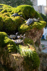 Turtles at the moss, fountain in Croatia (żółwie w Chorwacji)