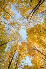 trees with yellow foliage in the autumn forest in the evening