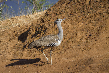 Kori bustard in Kruger National park, South Africa ; Specie Ardeotis kori family of Otididae