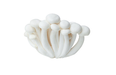 White beech mushrooms or Shimeji mushroom isolated on white background