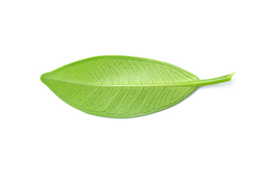 Green leaf isolated on the white background