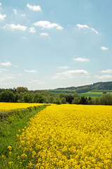 Beautiful yellow canola crops in a summertime field in the English countryside.