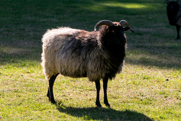 black and white sheep on a green pasture