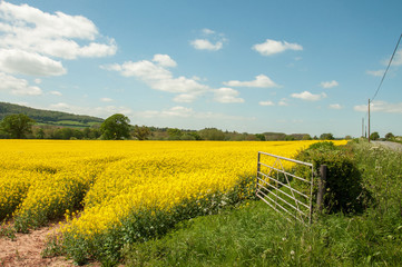 Fototapeta na wymiar Beautiful yellow canola crops in a summertime field in the English countryside.