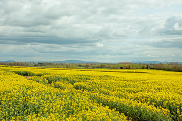 Beautiful yellow canola crops in a summertime field in the English countryside.